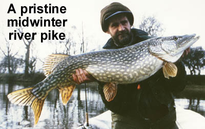 Pristine Winter Pike